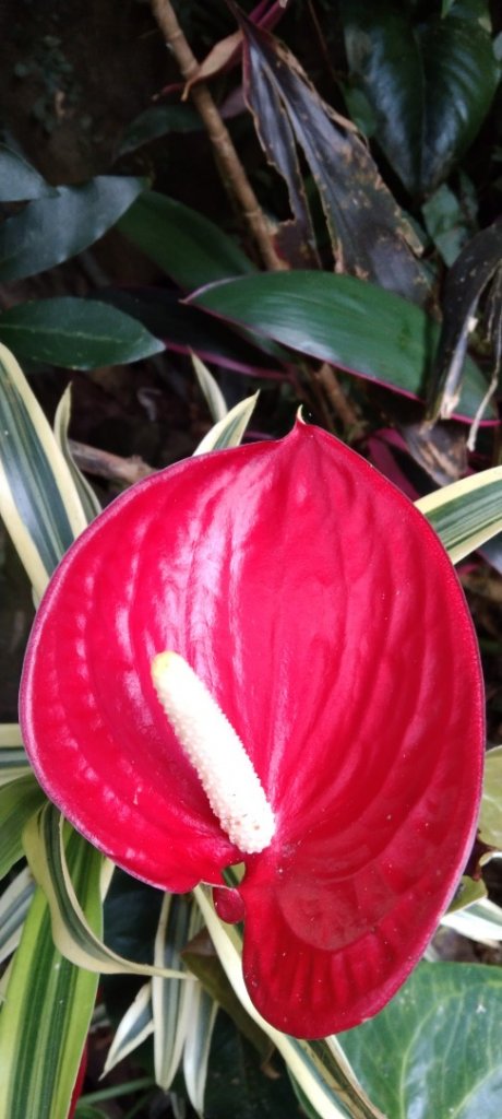 20220726台北大縱走第四段_1779942