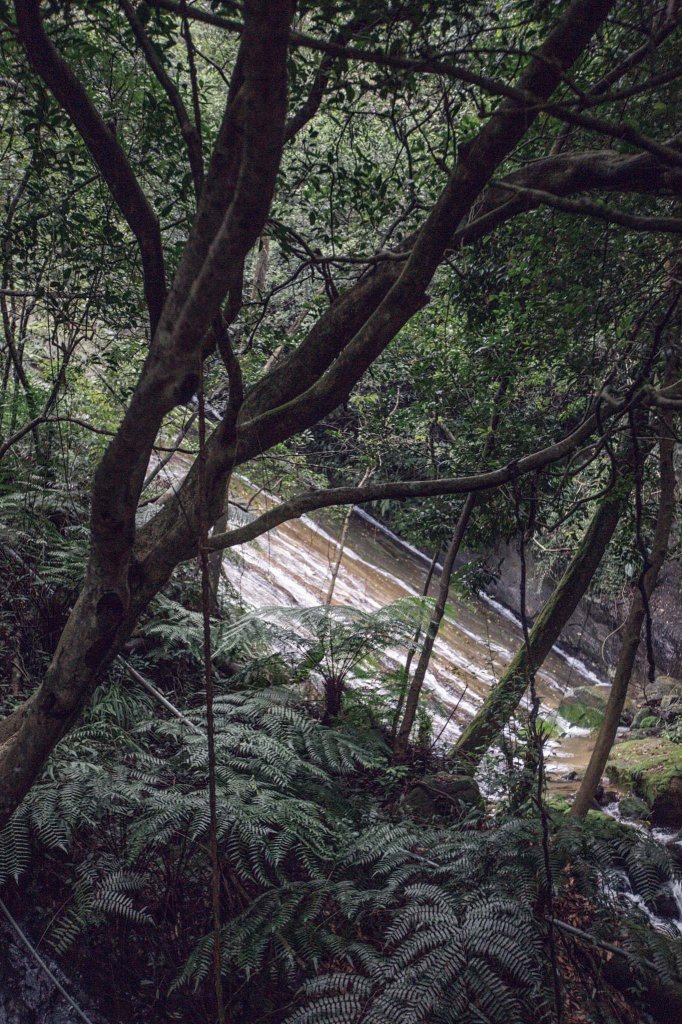 五指山古道-友蚋山南峰-新山-夢湖 O型連走_1555422