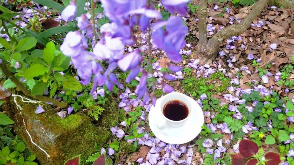 瑞里印象咖啡民宿 三月紫藤花季封面圖