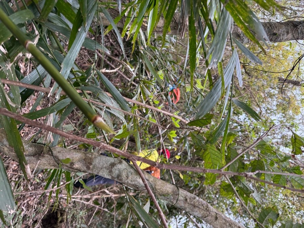 桂山路197巷 》呂奔山北峰 》呂奔山 》阿玉壩_2755821