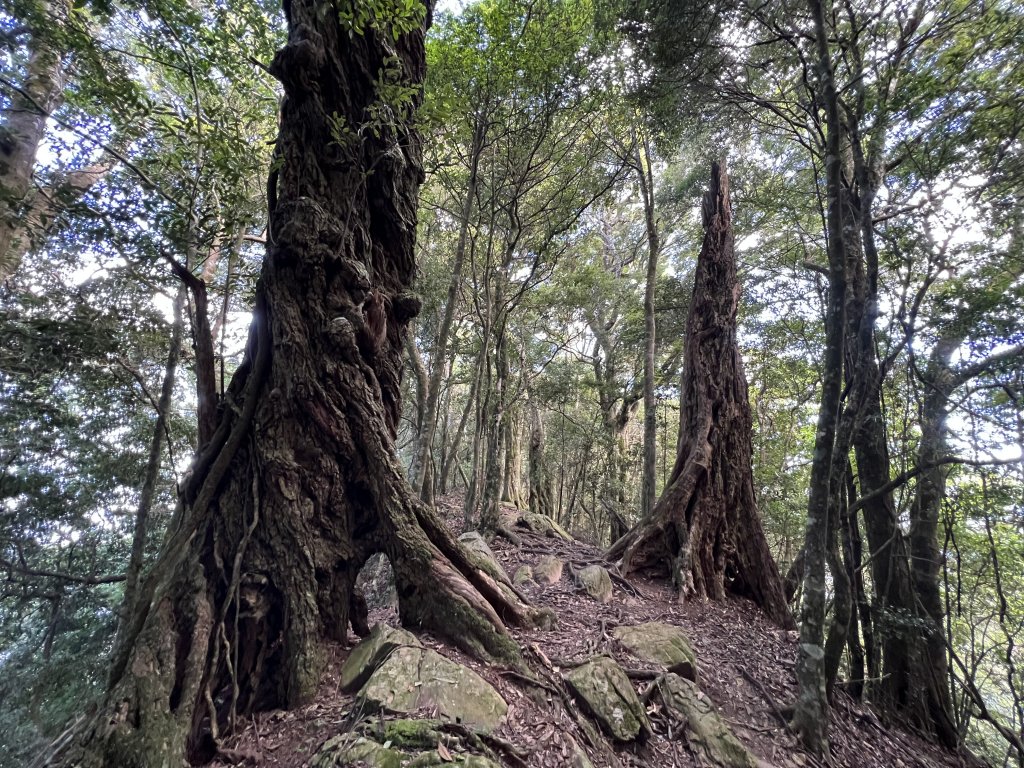 加里山 大坪登山口 杜鵑嶺 加里山P形封面圖