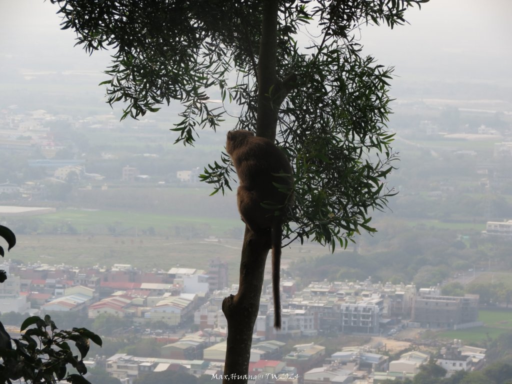 《雲林》坪頂猴族｜龍過脈森林步道上坪頂20240316封面圖