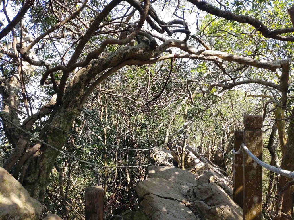 20220311龍麟山攀登_1636495