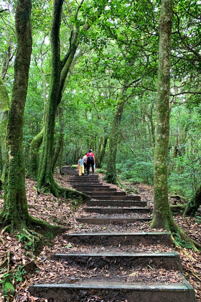 桃園復興｜東眼山自導式步道｜漫步仙氣柳杉林．清涼系小百岳_1748505