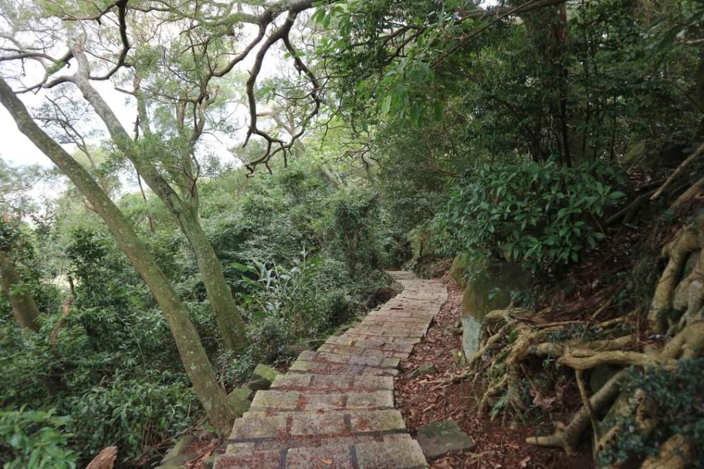 〔北投〕永春寮環狀步道-上清宮，清代種植鳳梨  並建有住宅的 鳳梨宅聚落，兩百餘年粗坑老茄苳樹_2224964