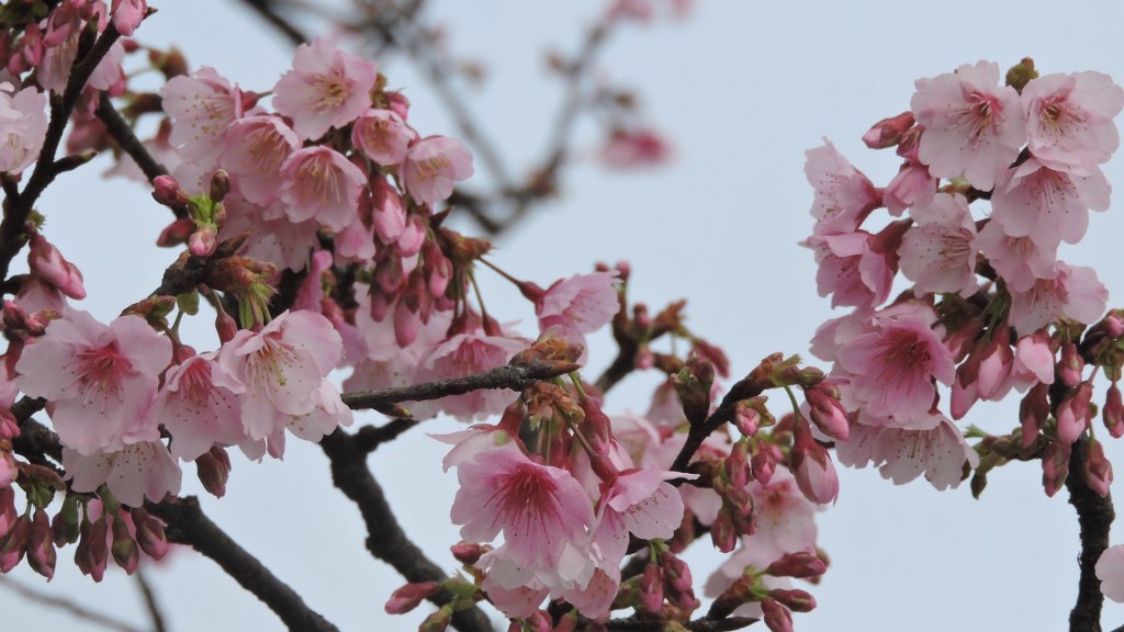 花花世界_1244621