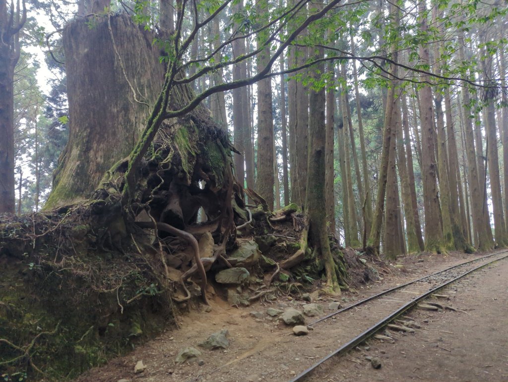 2026.02.14－特富野古道_3013735