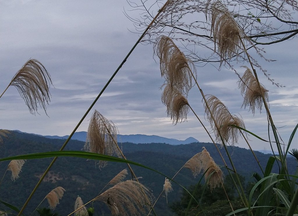 鎮頭山、大湖東南峰（蜊埤山）、大湖山Ｏ走_1222999