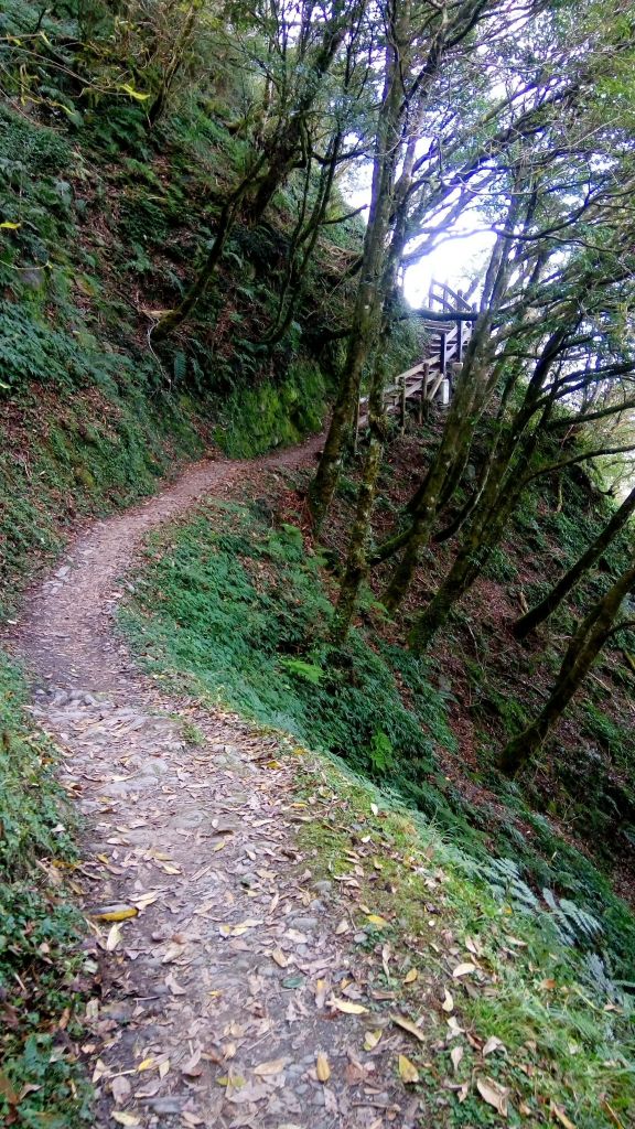 檜山巨木森林步道 2017.01.07_116054