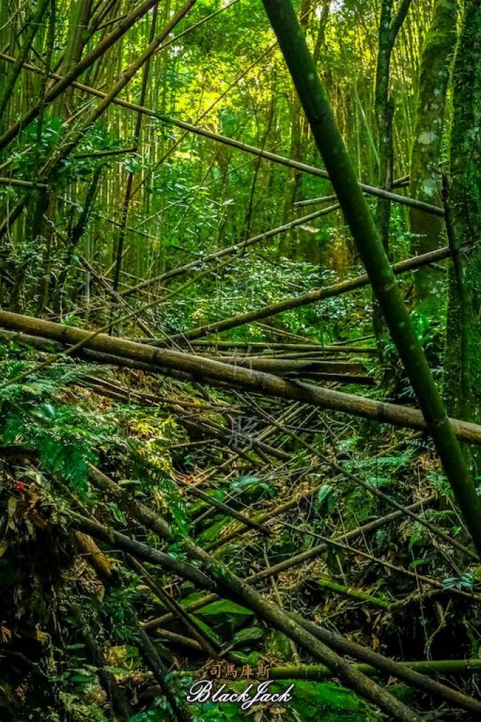 司馬庫斯神木群步道_389692