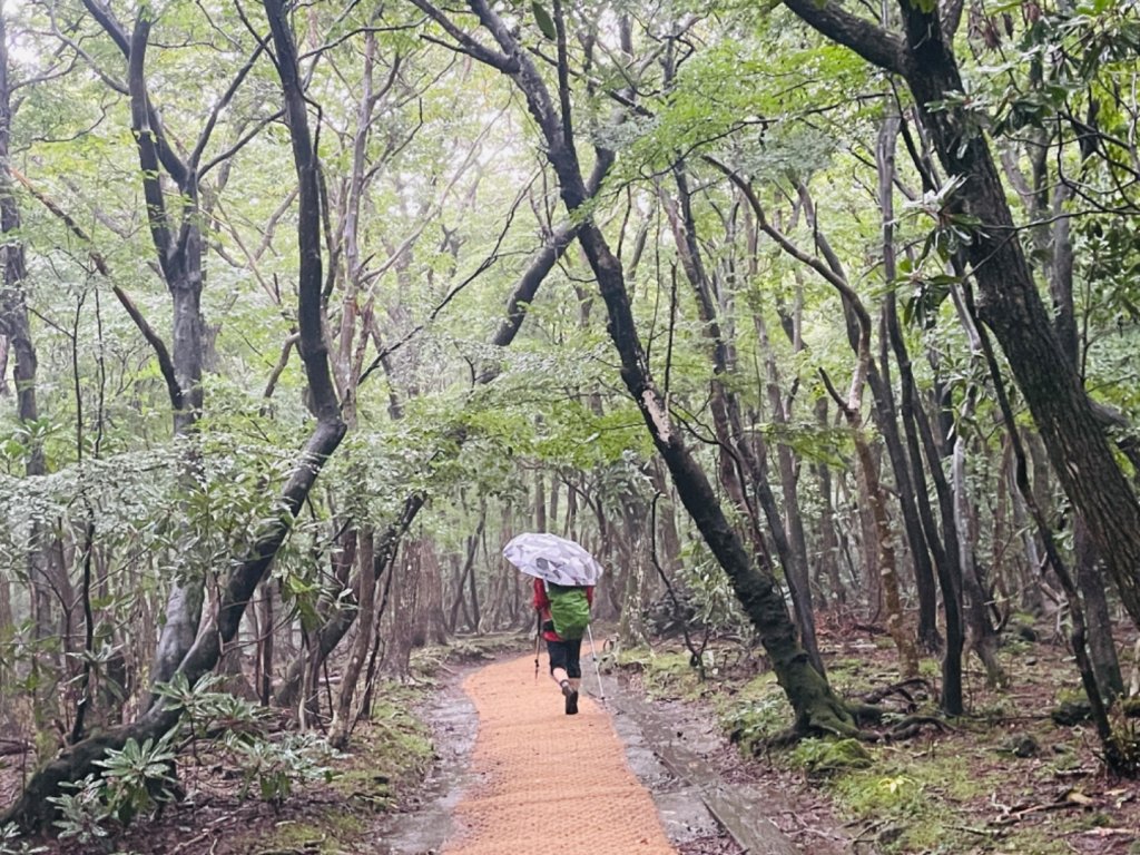 1140811 KR 漢拏山杜鵑花田避難所-紗羅岳觀景臺封面圖