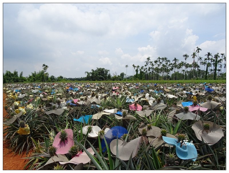 彰化/橫山觀日步道_636201