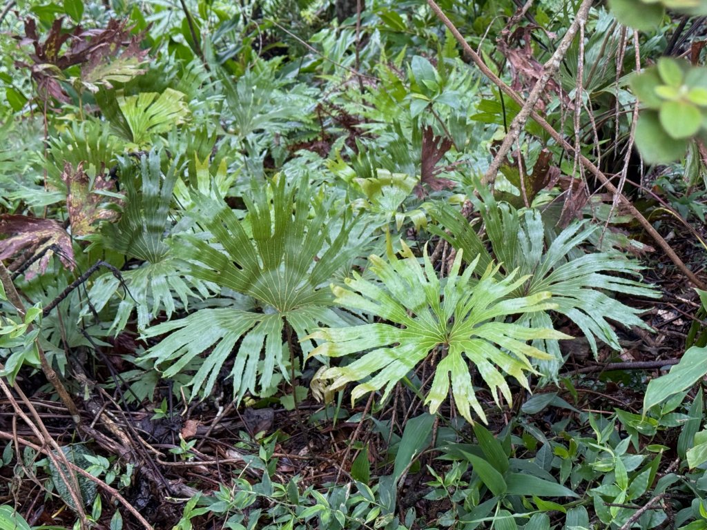 二格山 2025.07.20_2864218