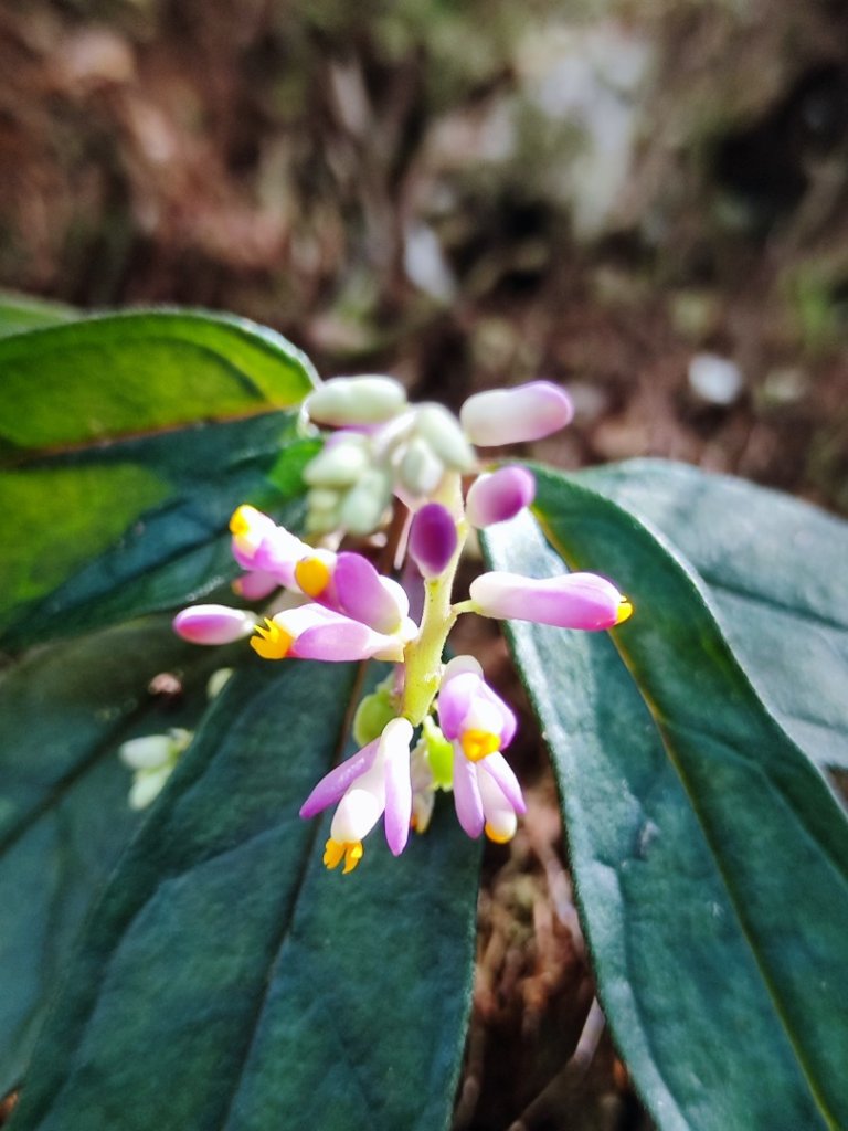 八仙佳保_2746088