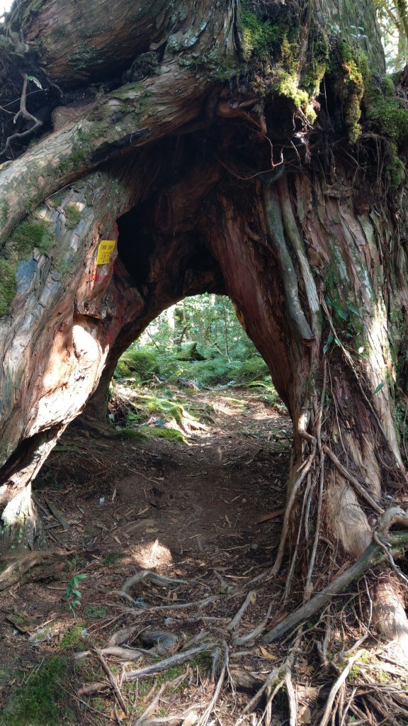 2020.03.08塔曼山_872671