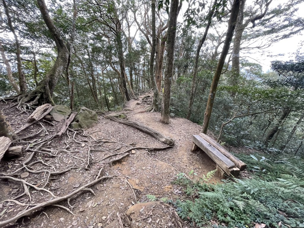 喜遇水晶蘭及翹距根結蘭-北得拉曼巨木步道1110310_1636061