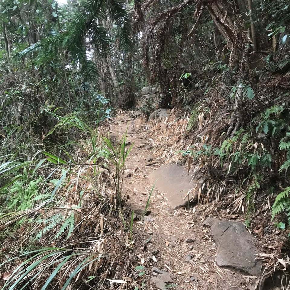 谷關七雄 馬崙山（老二）2023.03.04_2051334