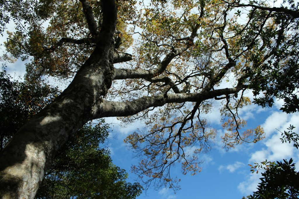 105.11.19 新竹內鳥嘴山之山毛櫸_190973