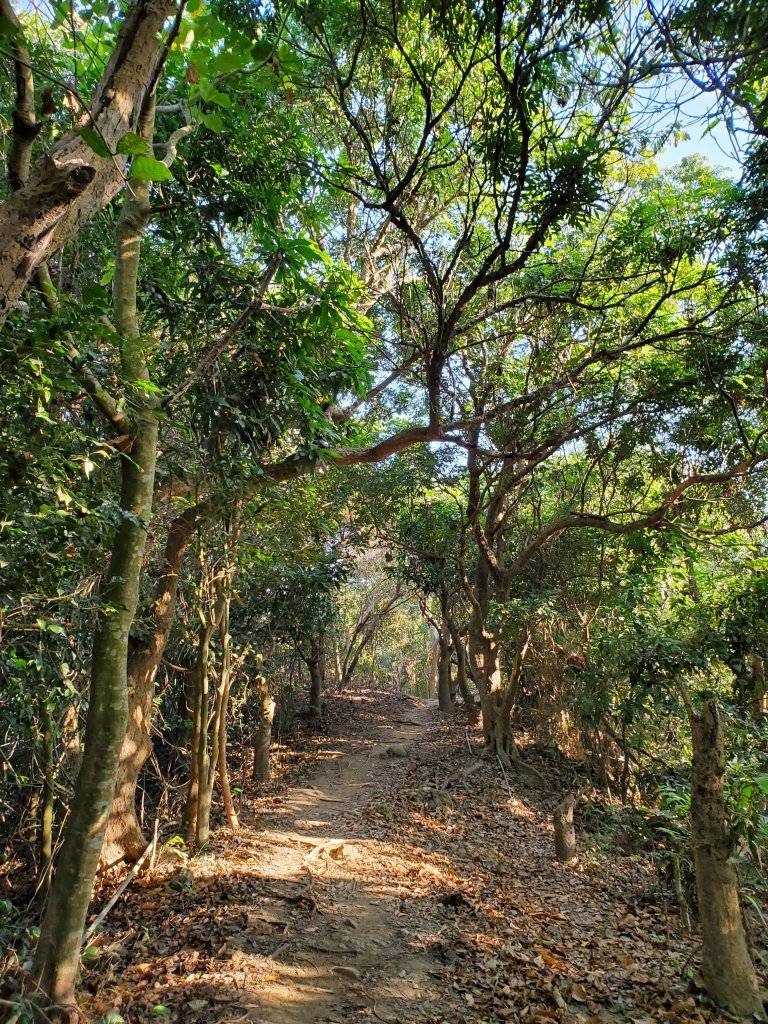 旗靈縱走-旗尾山第一登山口起登到靈山_1224051