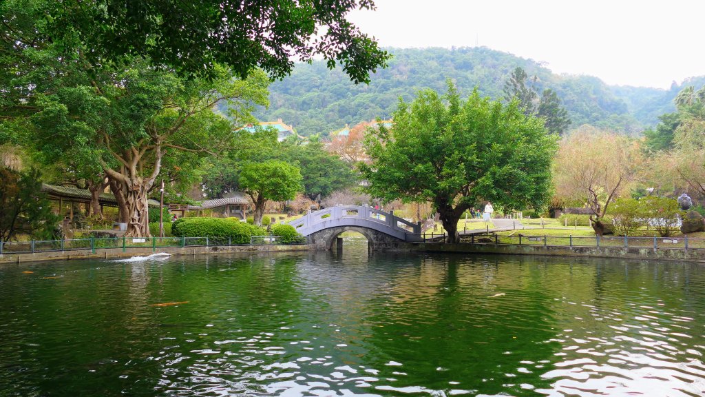 原民落羽松影_2685935