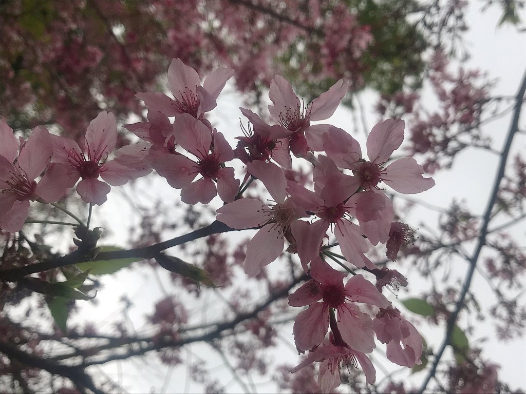 ~  集 集 大 山  ~_1634110