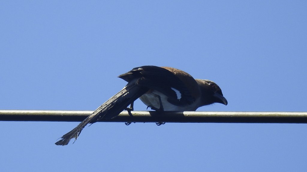 包場槓龜的代價-久違的 #藍腹鷴 公鳥 10/7_2616294