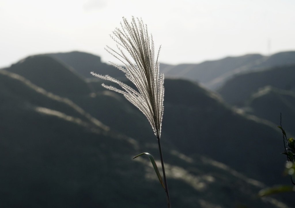 【金瓜石】漫山芒花怒放浪漫，礦山藍海奇景夢幻！_2964297