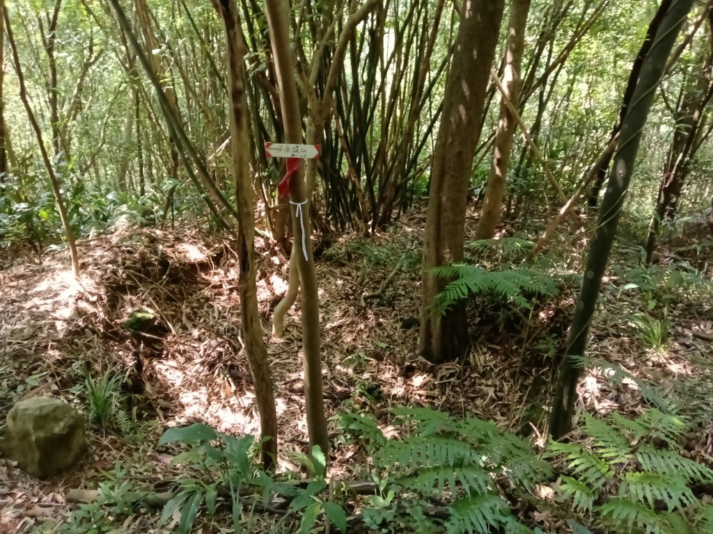 內湖區大丘田保甲路+開眼山+白石湖山+白石湖山東峰+大邱田山+消防山O型_2858885