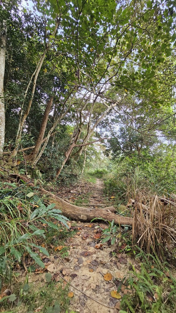 【稜線瘦如刀鋒，山形橫亙如屏風】解鎖第55座小百岳 #045 大橫屏山_2932855