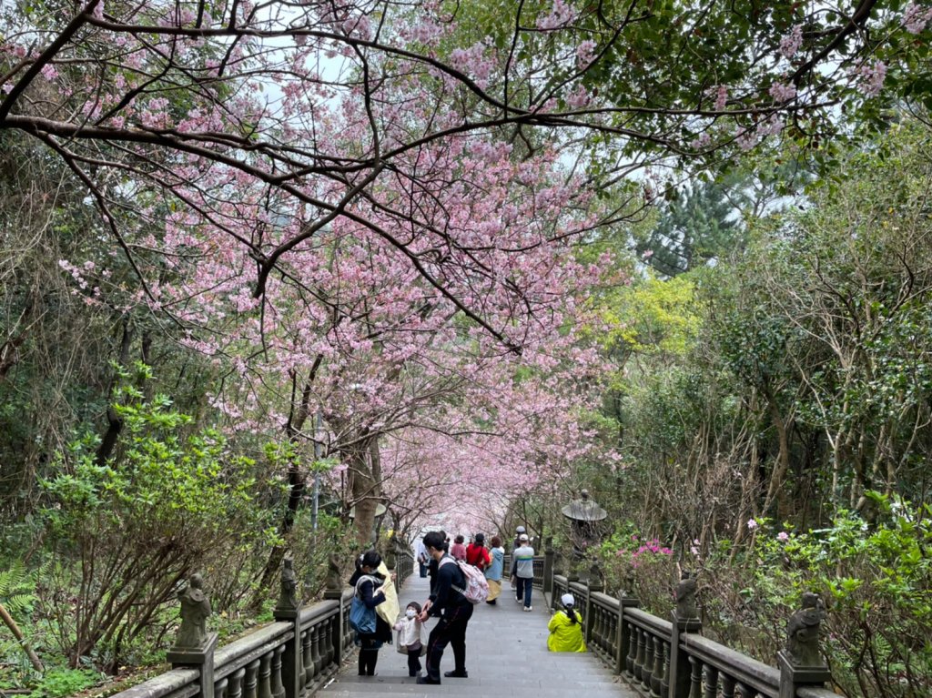 碧山巖椿寒櫻_1632547