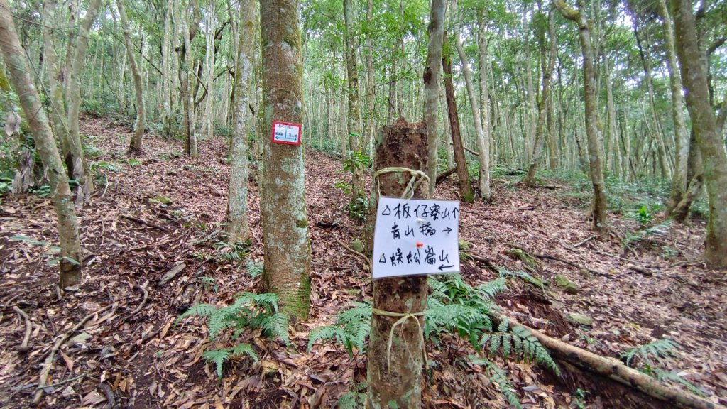 橫屏山/舊武界越山大O繞七連峰（埔里六秀之五+六）_1899164