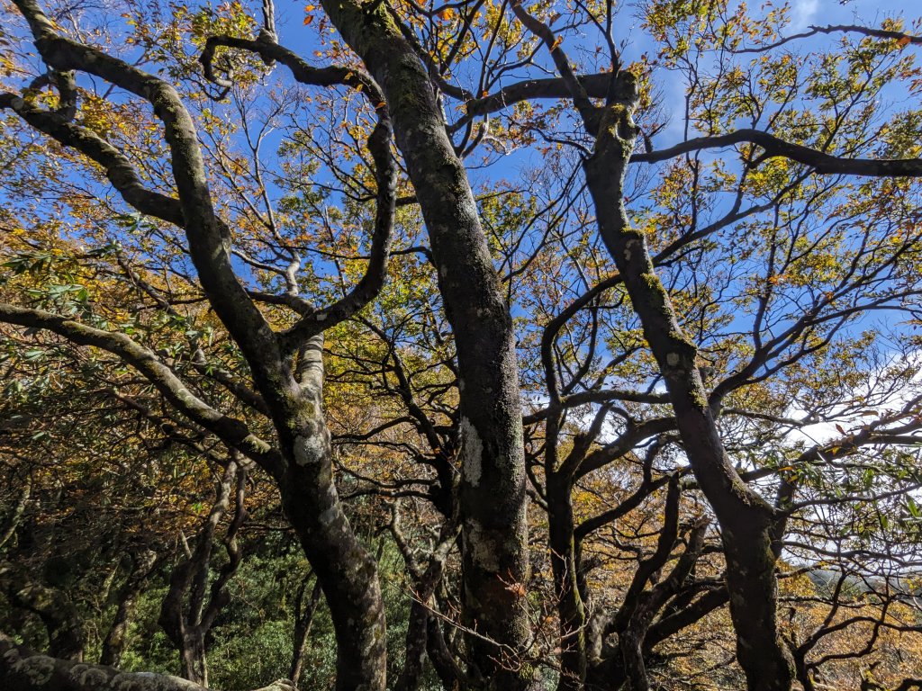 魯培山南插天山_2357469