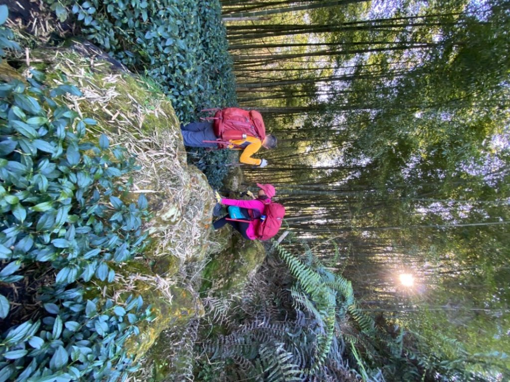 鹿谷大崙尾山、和雅挑竹古道7號、和雅挑竹古道6號O型走_2425923