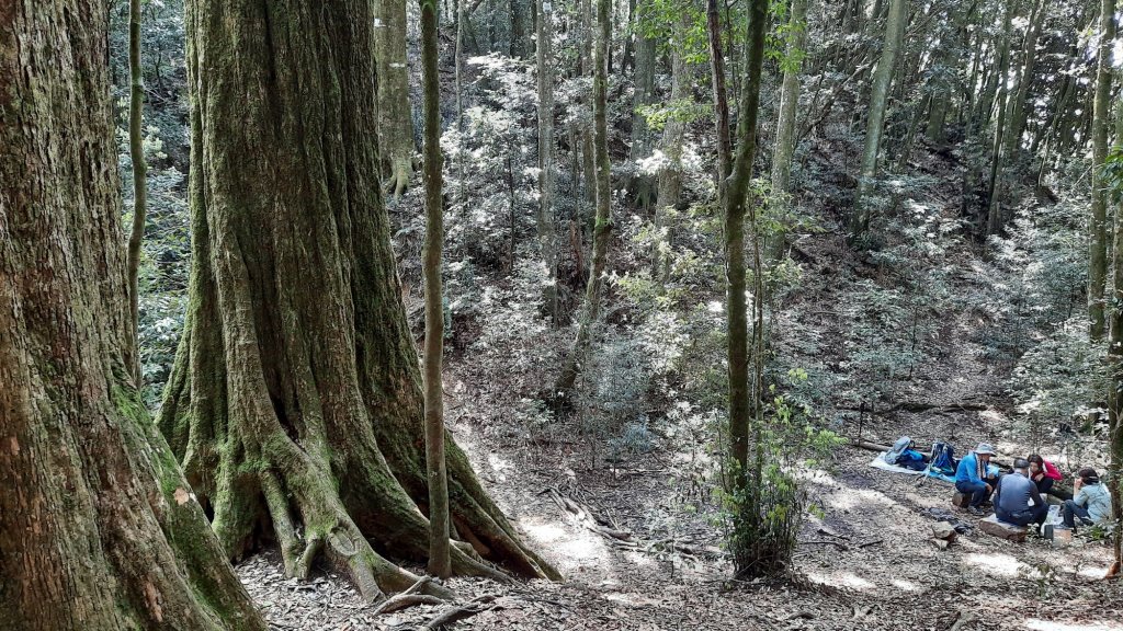 《台中》水晶蘭再現｜鳶嘴西稜線長壽山醜崠山二連峰來回20220320封面圖