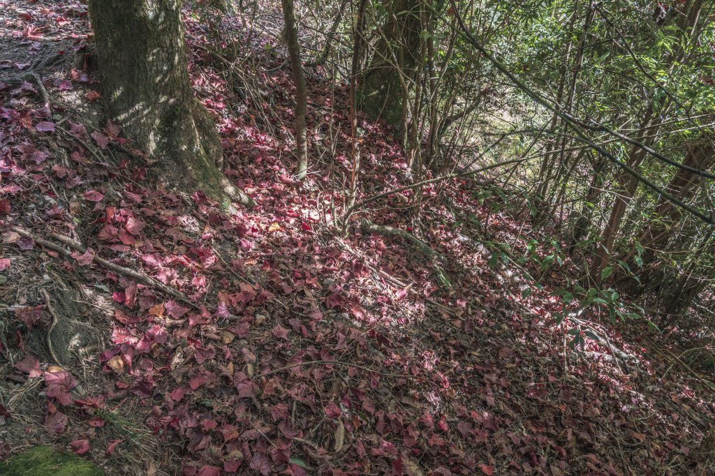 20221222稍來山_1964816