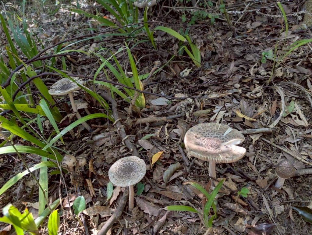 🌈11/8（六）桃園神社+虎頭山風景區尋找10連峰✨FB：熊熊趴爬走🌈_2932432