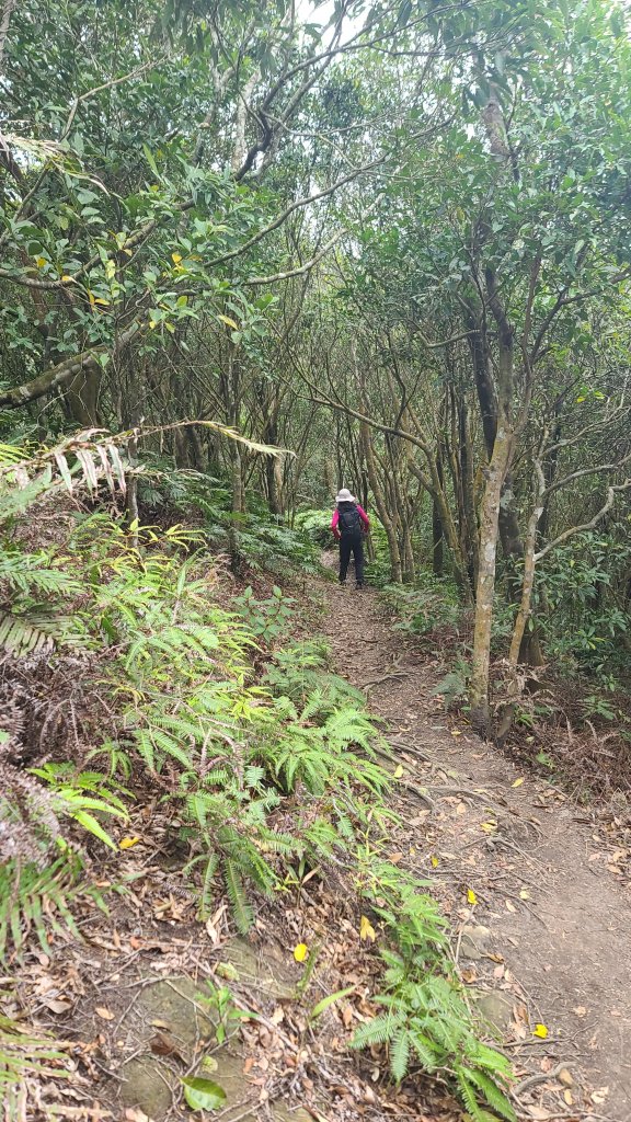 2024-0224大香山-鵝角格山-貓空纜車-茶山古道到政治大學_2437544