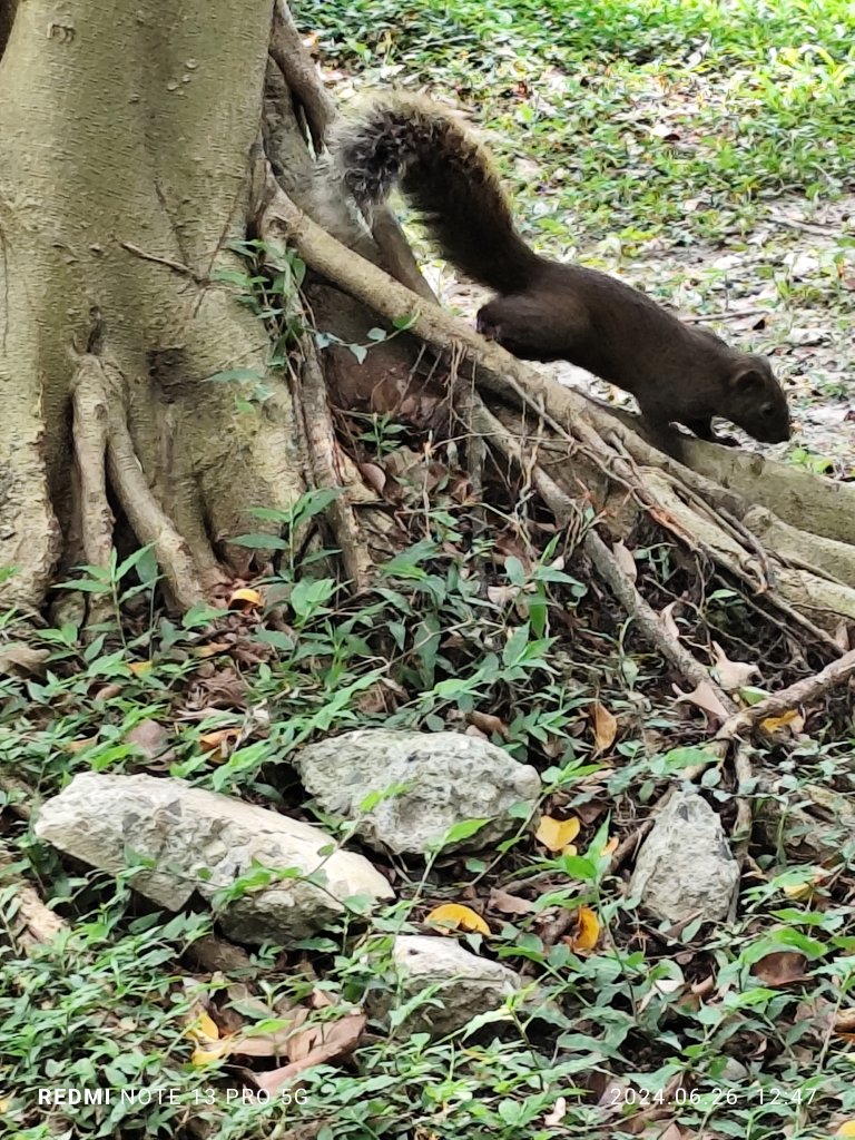 大安森林公園【走路趣尋寶】【臺北健走趣】_2536183
