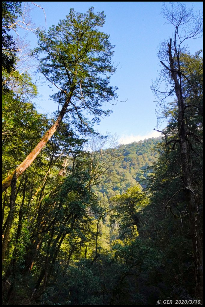 全台最大的紅檜森林 ~ 拉拉山巨木群_885552