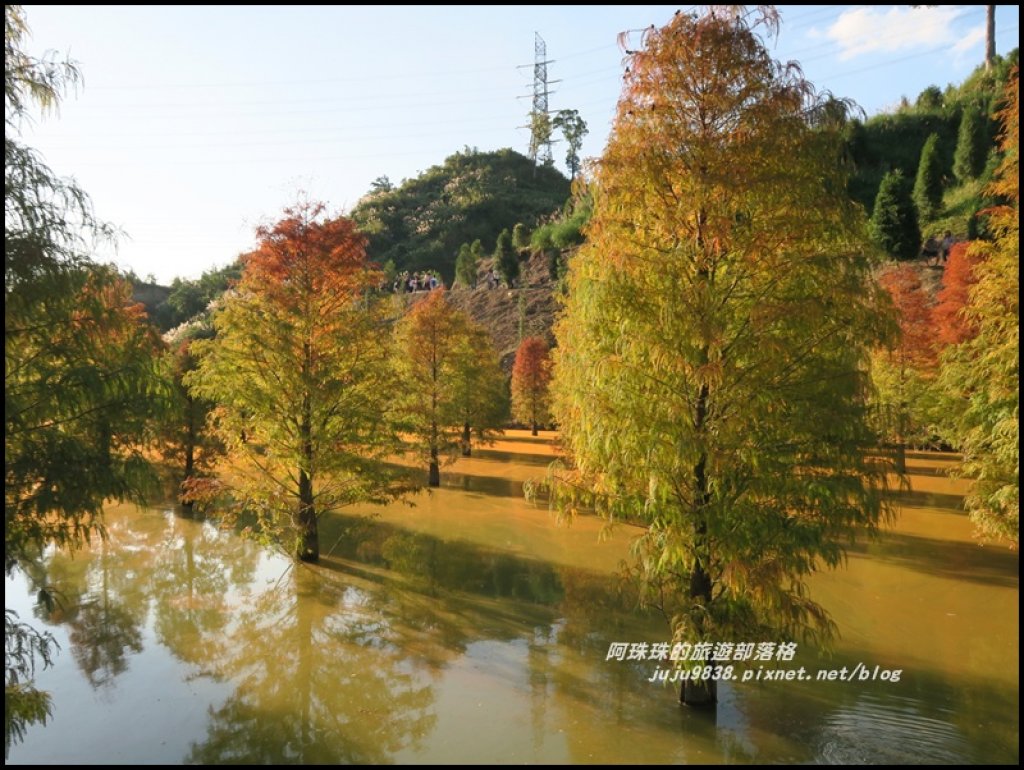 苗栗三灣水漾落羽松夢幻森林祕境_466336