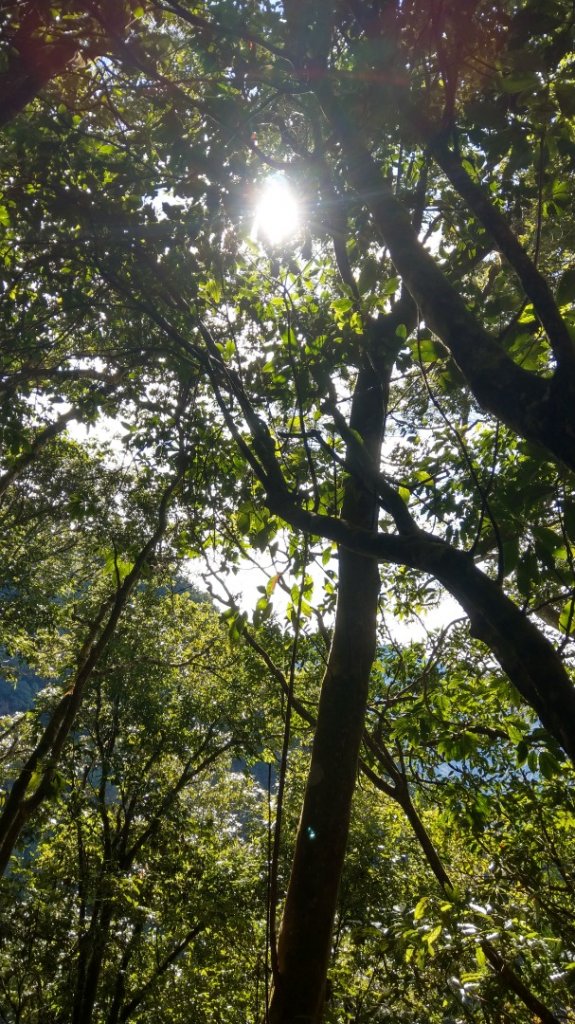 水雲三星之鳳（鳥嘴山）上島山_1217438