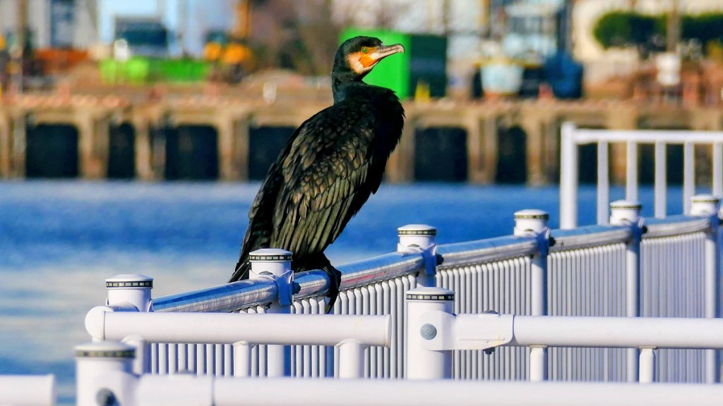 名古屋港邊的時空對白_2982671