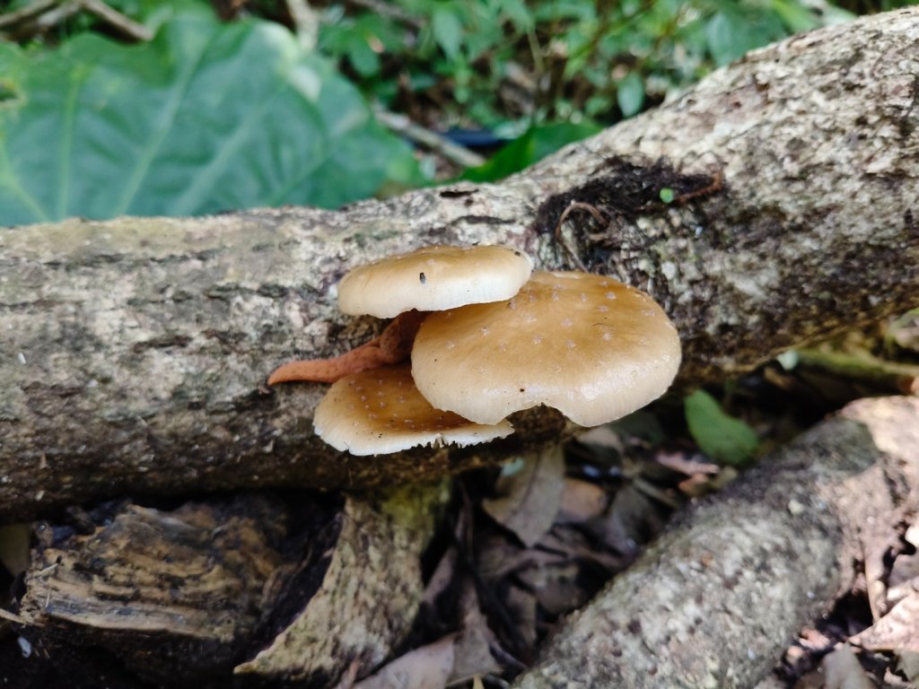 貴妃那結P 型縱走1131012_2621916