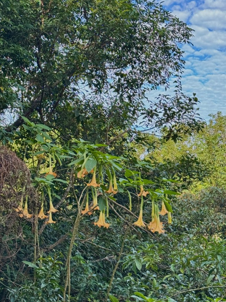 生態環境豐富的仁山植物園 感受鑑湖秋月-梅花湖的魅力_2953843