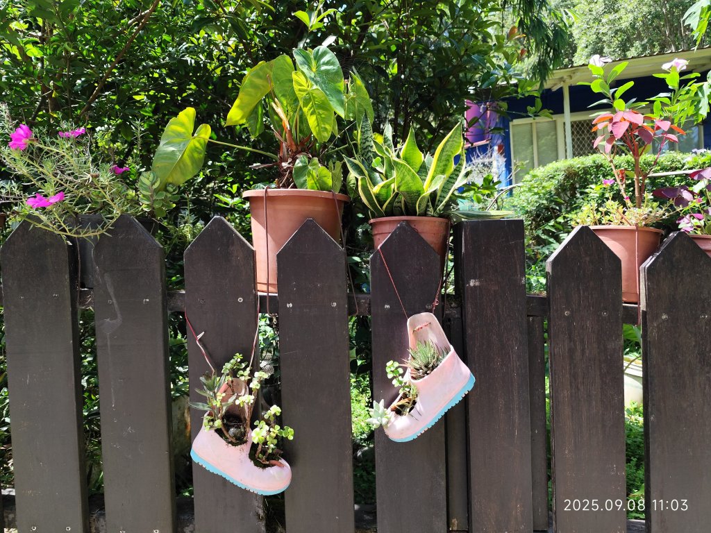 【臺北大縱走 7】2-1 樟山寺→樟樹步道→彩雲亭→相思炭窯→貓纜貓空站→指南路三段40巷_2881779
