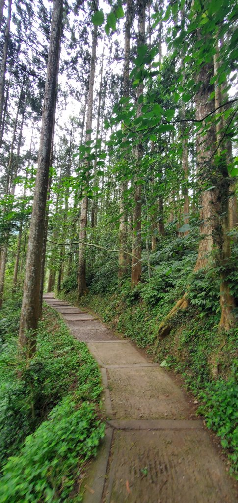 2024-05-19溪頭自然教育園區_2507991