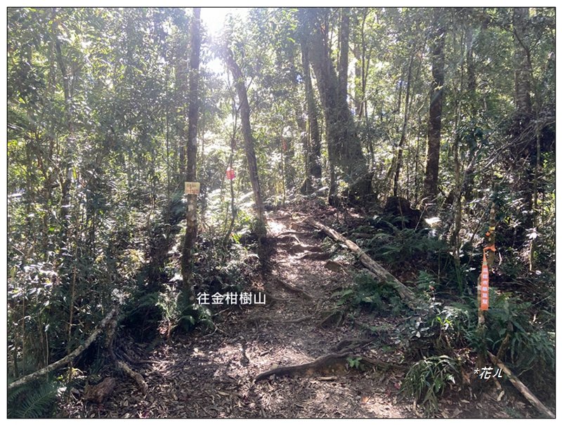 嶺頭山、金柑樹山、忘憂森林 O型一圈_2944685