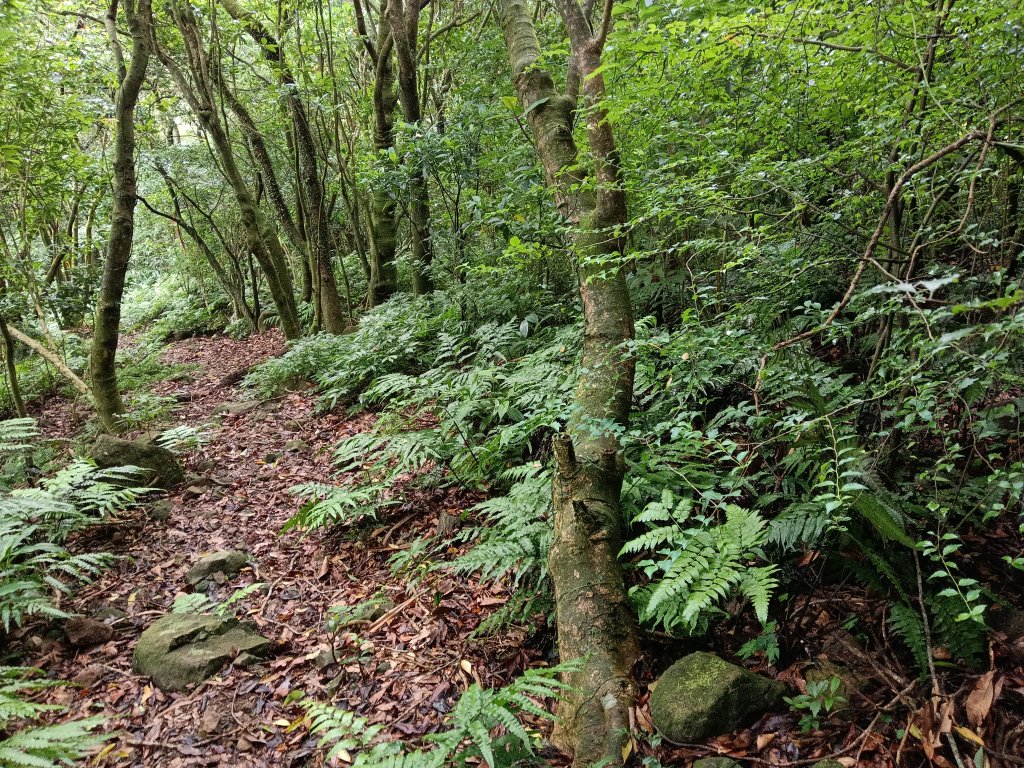 瑞芳區找尋半屏大瀑布未果_2880951