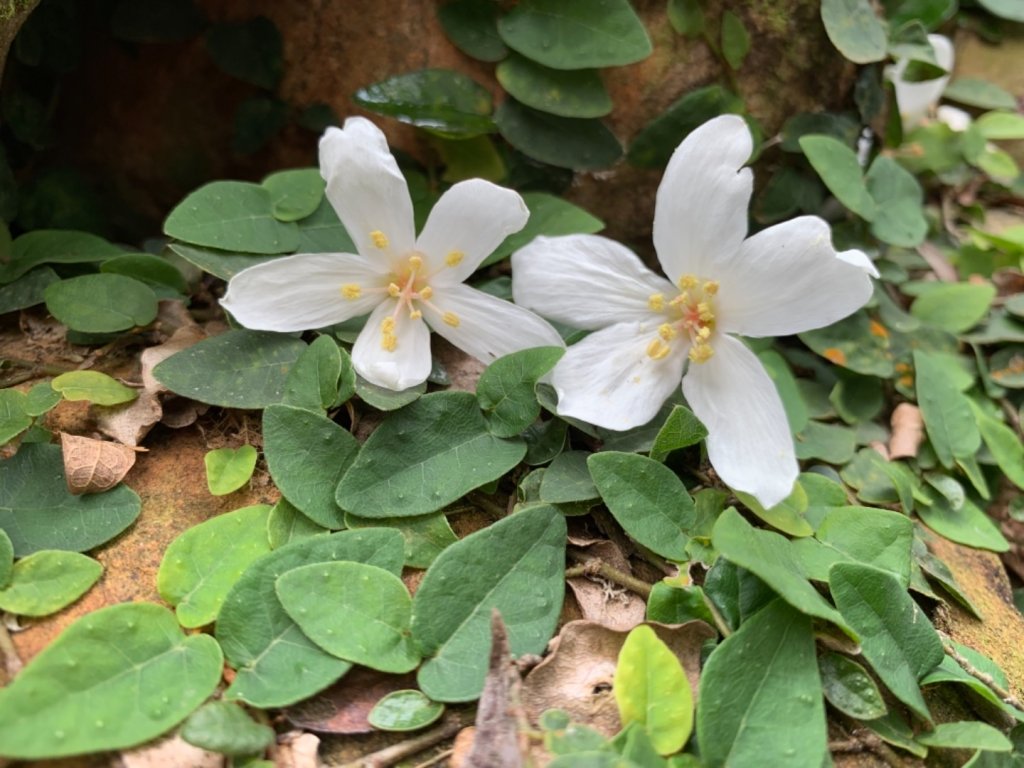 四月雪～桐花盛開～藤山步道_566644