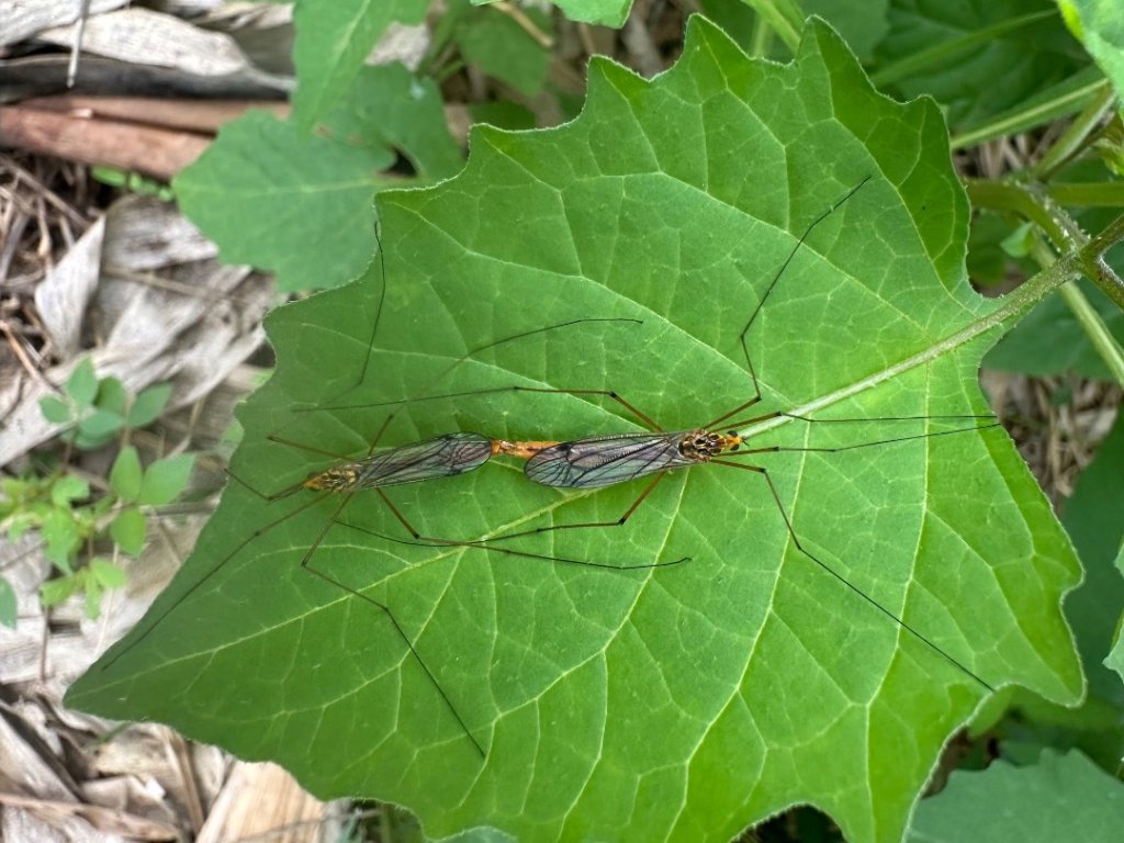高雄美濃月光山_2734903